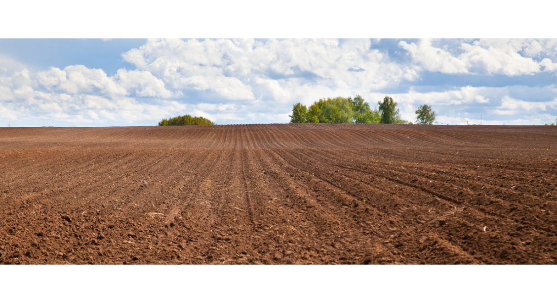 Co siać na wiosnę? Przewodnik po uprawach wiosennych